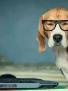 ​狗的视力如何(狗是色盲吗?)