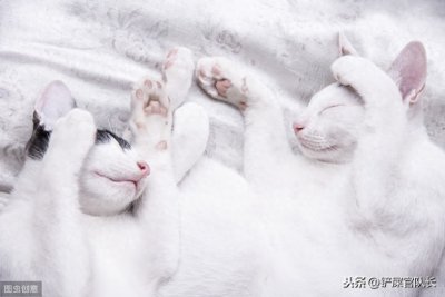 ​猫咪的寿命对比人类应该如何计算？