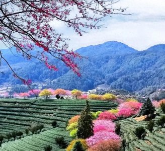 ​阳春三月来福建永福看樱花吧！繁花似锦，滿目春色