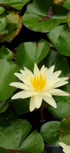 ​原配为什么斗不过外面的小三？