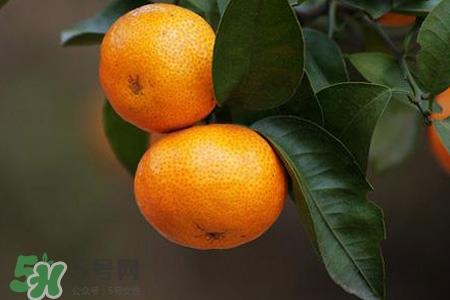 沙糖桔可以放冰箱保存吗？沙糖桔能冷冻吗？