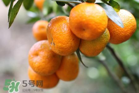 沙糖桔可以放冰箱保存吗？沙糖桔能冷冻吗？