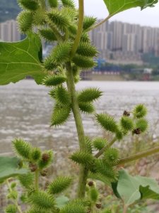 ​苍耳，农村常见的植物