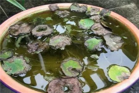 水莲花怎么养盆栽水培视频（美丽的水莲花的养法）