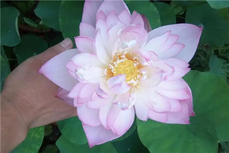 水莲花怎么养盆栽水培视频（美丽的水莲花的养法）