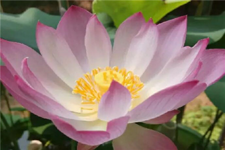 水莲花怎么养盆栽水培视频（美丽的水莲花的养法）