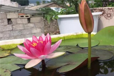 水莲花怎么养盆栽水培视频（美丽的水莲花的养法）