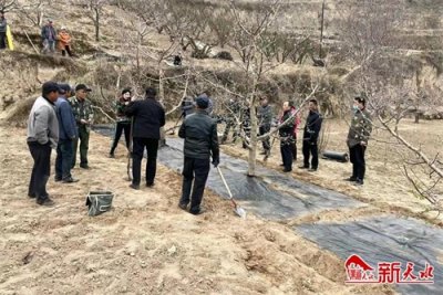 ​秦安县安伏镇：推进果园提质增效 助力乡村振兴