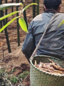 ​90后“笋二代”来了，临安春笋搭上即时零售春菜快车