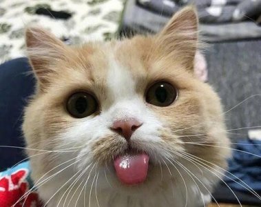 ​老虎的舌头居然如此可怕