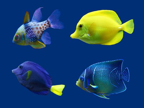 鱼的种类大全（鱼的相关知识）