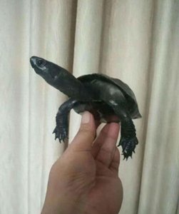 ​花龟和草龟两种龟选一个，你会选哪个？