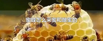 ​蜜蜂怎么采蜜和酿蜜的