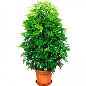 ​常见绿植——鸭脚木