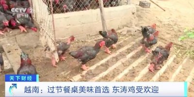 ​需求居高不下，有人愿花重金“求购”鸡腿！越南“鸡中贵族”东涛鸡受消费者青