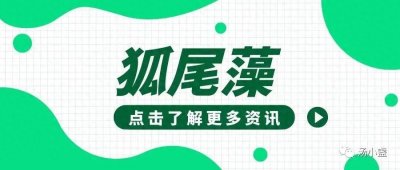 ​狐尾藻：凤凰草