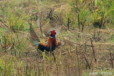 ​农村才会吃的到的野味，有些野生的快要灭绝了
