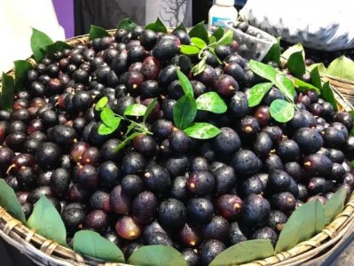 ​景区里的“乌梅”你买过吗？以后看到一定要绕道走