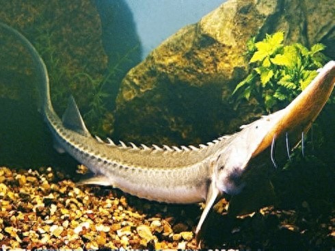 “长江鱼王”中华鲟，中国的一级保护动物，鱼类的活化石