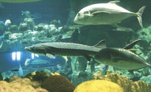 “长江鱼王”中华鲟，中国的一级保护动物，鱼类的活化石