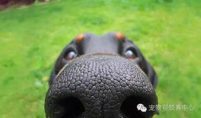 ​10张超可爱狗狗大鼻子照，看完你一定会笑歪了嘴的，哈哈~