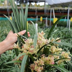 ​兰花养护秘籍：轻松养出健康兰花，新手也能变高手！