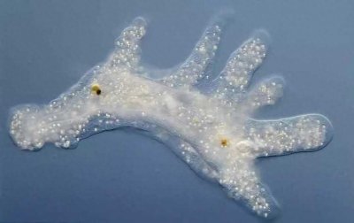 ​持续提升人效的企业管理制度：阿米巴经营模式诞生过程