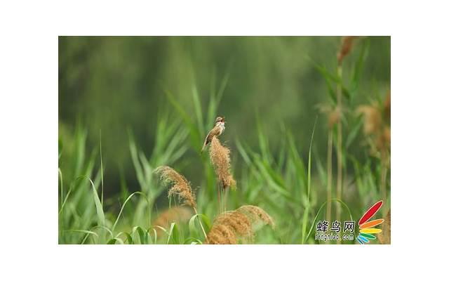 家中有人出家的功德利益