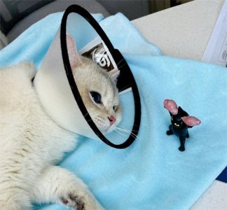 ​猫咪绝育的好处与坏处，一文说清！