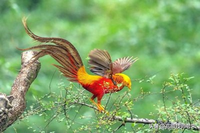 ​锦鸡：华丽的鸟类而非兽类