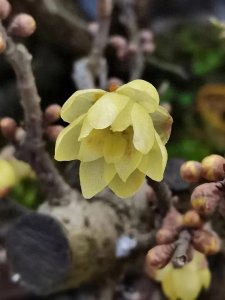 ​腊梅：冬季的花木之魅