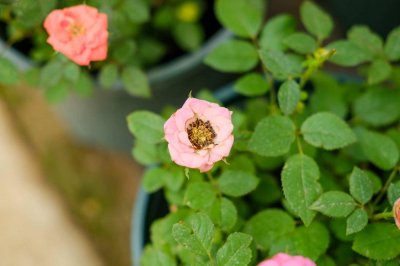 ​月季一年开几次花