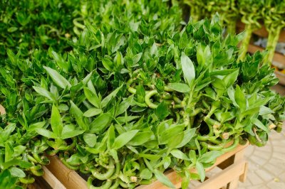 ​富贵竹营养液滴几滴