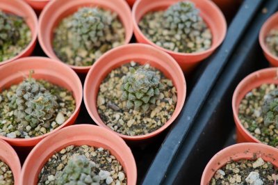 ​老桩多肉怎么浇水