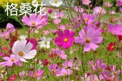 ​格桑花和波斯菊的区别