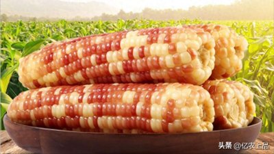​甜糯玉米是转基因玉米吗？