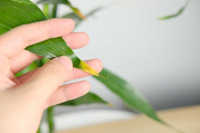 ​水培富贵竹怎么养