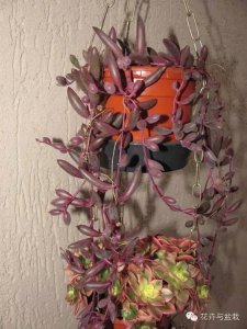 ​（爆盆多肉）紫玄月的养护和介绍