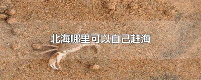 ​北海哪里可以自己赶海