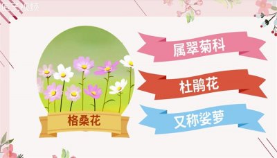 ​格桑花的寓意