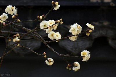 ​墨梅中只留清气满乾坤表达了诗人怎样的情感（只留清气满乾坤的全诗是啥意思）