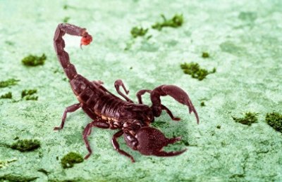 ​怎么捕捉蝎子比较好？怎么找蝎子窝最准确？捉蝎子、找蝎子窝办法