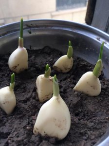 ​5种阳台小蔬菜，在家就可以养殖，吃完还能长大