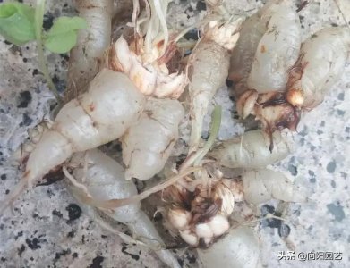 ​房前屋后常有，这种“水晶萝卜”，当口香糖吃，嚼一嚼再吐掉