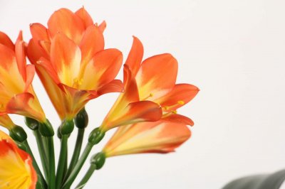 ​君子兰夹箭怎么办