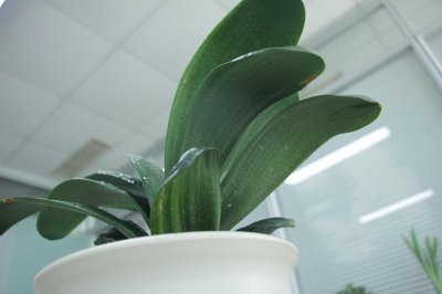 ​君子兰换盆后怎么养