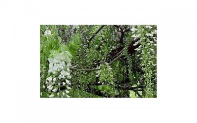 ​再婚的结婚相关手续有哪些