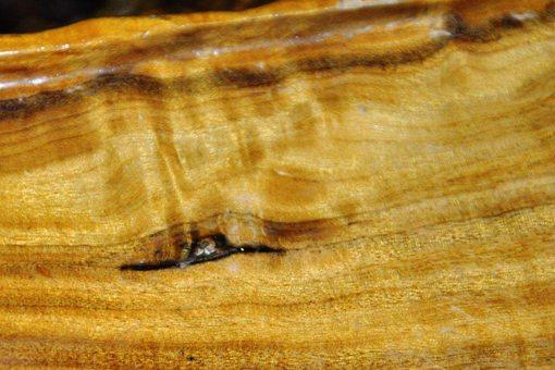 都是金黄色,金丝楠与黄金樟有什么区别?