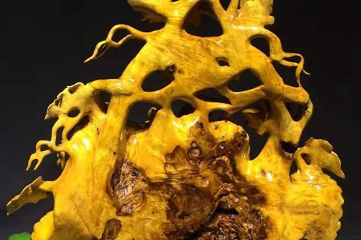 都是金黄色,金丝楠与黄金樟有什么区别?