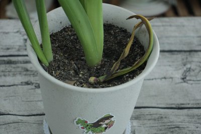 ​怎么让风信子长得快，长太高怎么处理